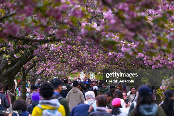 People enjoy the blooming cherry trees with the arrival of spring at Greenwich Park in London, United Kingdom on April 14, 2024.