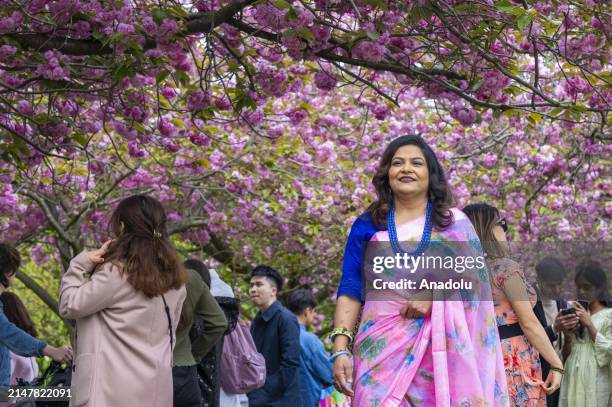 People enjoy the blooming cherry trees with the arrival of spring at Greenwich Park in London, United Kingdom on April 14, 2024.