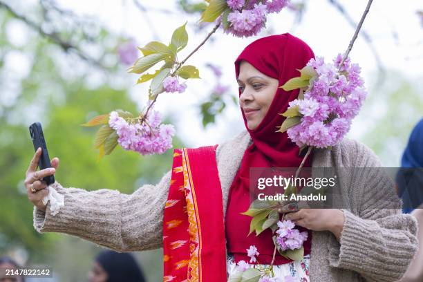 People enjoy the blooming cherry trees with the arrival of spring at Greenwich Park in London, United Kingdom on April 14, 2024.