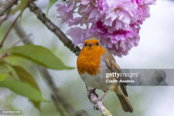 European robin stands on the branch of the blooming cherry tree with the arrival of spring at Greenwich Park in London, United Kingdom on April 14,...