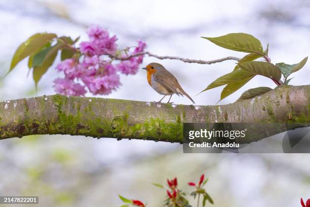 European robin stands on the branch of the blooming cherry tree with the arrival of spring at Greenwich Park in London, United Kingdom on April 14,...