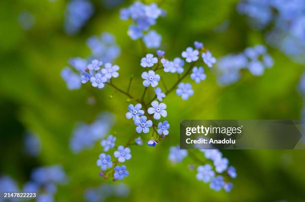 View of blooming flower with the arrival of spring at Greenwich Park in London, United Kingdom on April 14, 2024.