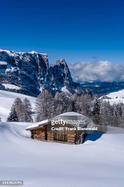 Hilly agricultural countryside with snow-covered pastures, trees and a wooden hut at Seiser Alm in winter, summits of Monte Petz and Sciliar in the...