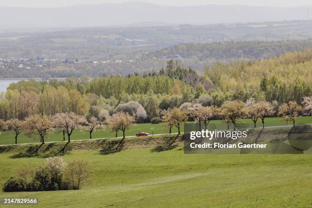 Car drives along an alameda of cherry trees on April 12, 2024 in Jauernick-Buschbach, Germany.