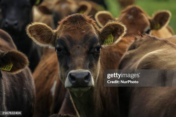 Cows are grazing in a field in the Lakes Region, which is known for its cattle and dairy farming, in Osorno, Chile, on April 15, 2024.