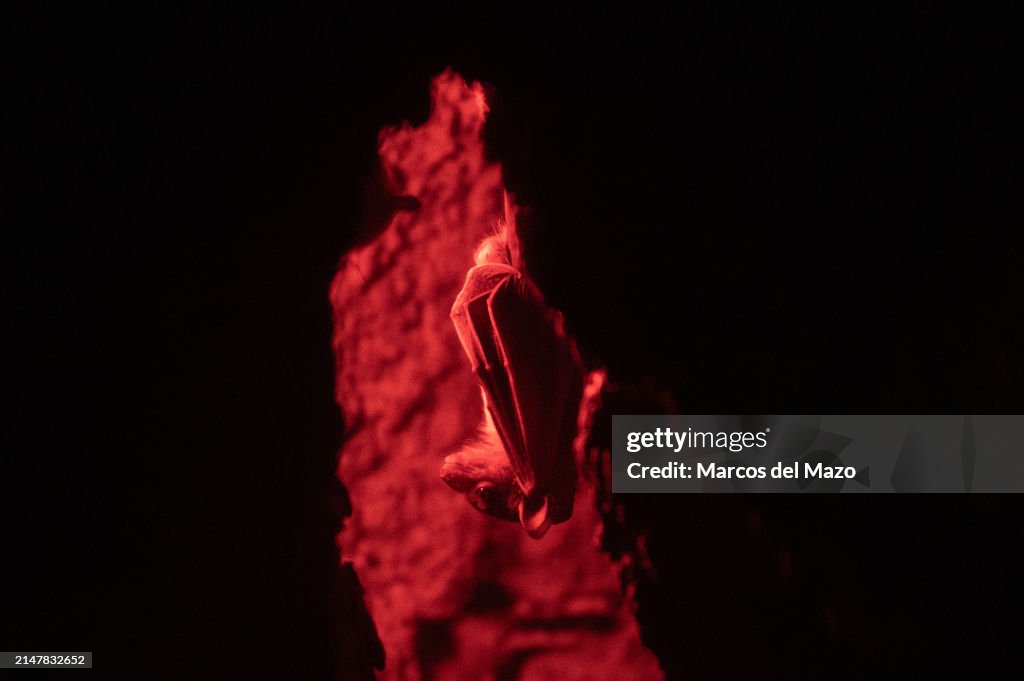 Egyptian fruit bat or Egyptian rousette (Rousettus...