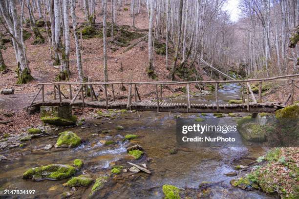 Landscape with a forest with deciduous trees, wooden bridge over the stream with the fresh running water and the colorful foliage. Mount Paiko, a...