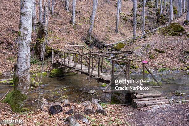 Landscape with a forest with deciduous trees, wooden bridge over the stream with the fresh running water and the colorful foliage. Mount Paiko, a...