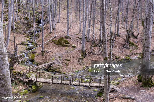 Landscape with a forest with deciduous trees, wooden bridge over the stream with the fresh running water and the colorful foliage. Mount Paiko, a...