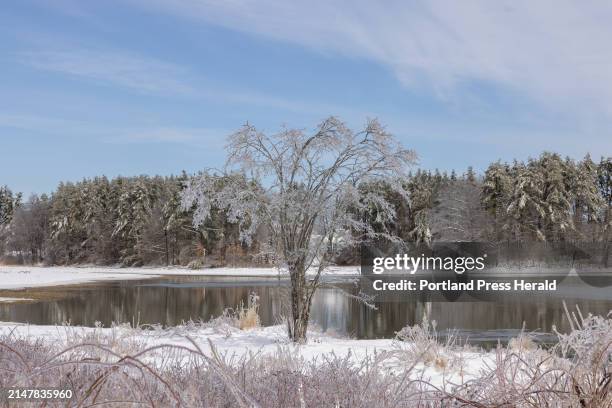 An ice-coated tree on the bank of the Fore River in Portland on Sunday, March 24, 2023.
