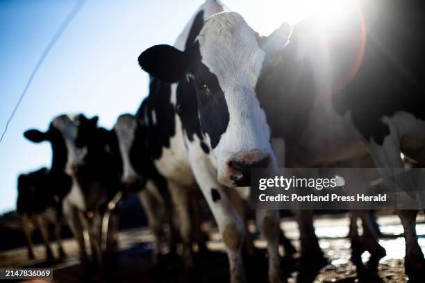 Holstein cows walk back to the barn after milking at Sheepscot Valley Farm, an organic dairy farm in Whitefield.
