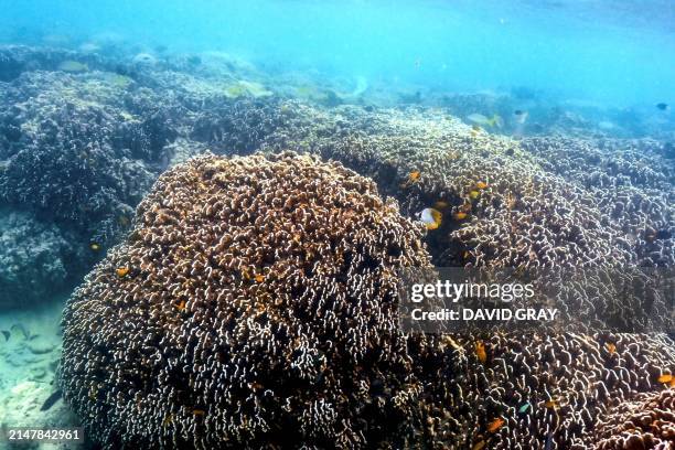 Bleached Bleached Coral Photos and Premium High Res Pictures - Getty Images