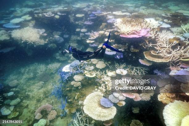 In this underwater photo taken on April 5 marine biologist Anne Hoggett snorkels to inspect and record bleached and dead coral around Lizard Island...