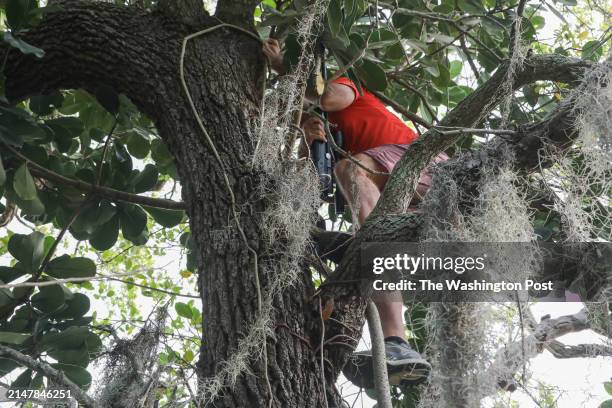 Michael Conan climbs a tree to search for a wounded iguana that fell onto a branch during the iguana hunt in Fort. Lauderdale, Fla. On Tuesday, March...