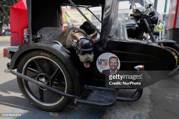 Dog is wearing glasses and a helmet while on a motorcycle in the streets of Mexico City.