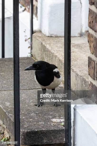 Magpie is viewed through railings on a doorstep on 21st March 2024 in Windsor, United Kingdom.