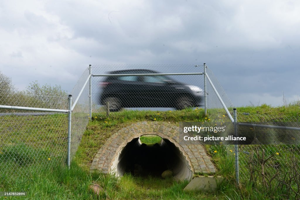 Tunnel for otters