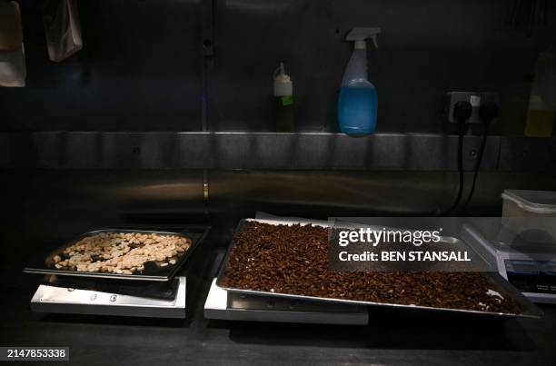 Photograph taken on March 21, 2024 show cashew nuts and crickets being weighed on scales in the kitchen of the Yumbug edible insect restaurant in...