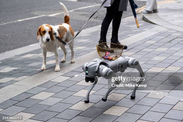 Students from a local university show off their robot dog to passers by, interacting with passing dogs who are very curious on 10th April 2024 in...