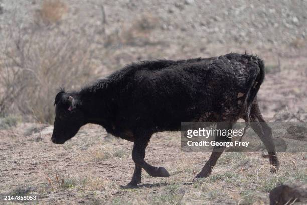 Cow walks through the desert as it is herded in the San Rafael Swell on BLM land on April 14, 2024 outside Green River, Utah. The cows are being...