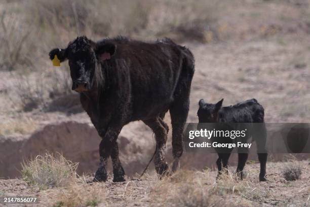 Cow and her calf walk through the desert as they are herded in the San Rafael Swell on BLM land on April 14, 2024 outside Green River, Utah. The cows...