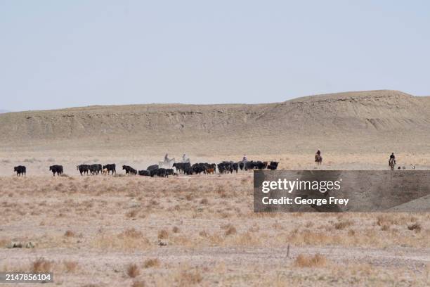 Cowboys and herding dogs herd cows through the desert in the San Rafael Swell on BLM land on April 14, 2024 outside Green River, Utah. The cows are...