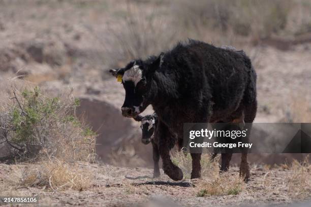 Cow and her calf walk through the desert as they are herded in the San Rafael Swell on BLM land on April 14, 2024 outside Green River, Utah. The cows...