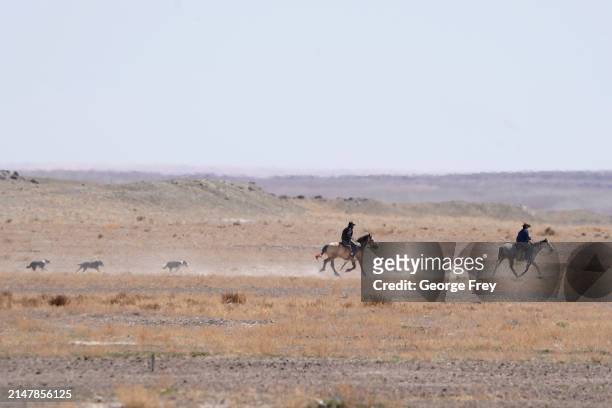 Cowboys and herding dogs ride through the desert to round up stray cows in the San Rafael Swell on BLM land on April 14, 2024 outside Green River,...