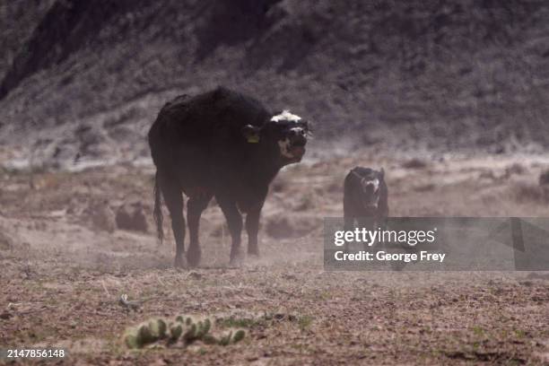 Cow and her calf walk through the desert as they are herded in the San Rafael Swell on BLM land on April 14, 2024 outside Green River, Utah. The cows...