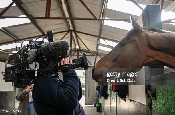 Carlow , Ireland - 16 April 2024; I Am Maximus in the stables before the homecoming of Aintree Grand National winner I Am Maximus at Closutton in...