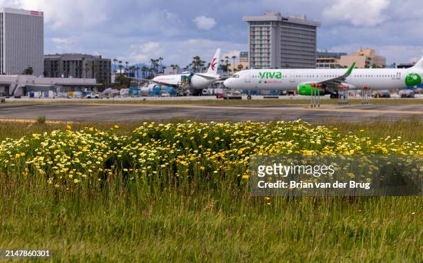 Los Angeles, CA Travelers at Los Angeles International Airport are getting a window seat view of wildflower fields blooming between the runways at...