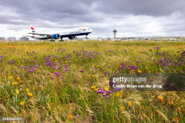 Los Angeles, CA A British Airways jet lands at Los Angeles International Airport where travelers are getting a window seat view of wildflower fields...