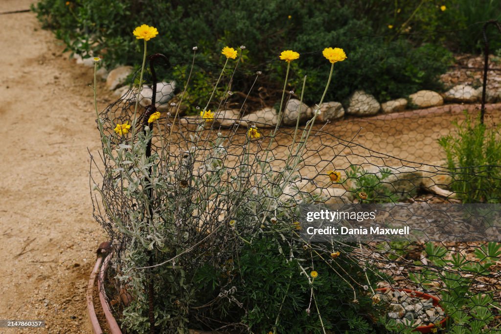 Native plants that can be used for bouquets