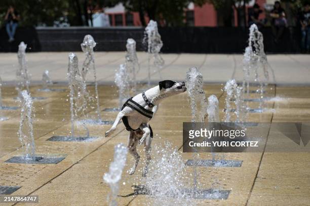 Dog jumps at a water fountain in the Monumento a la Revolucion square during a heat wave that hits Mexico City on April 16, 2024. Nearly all of...