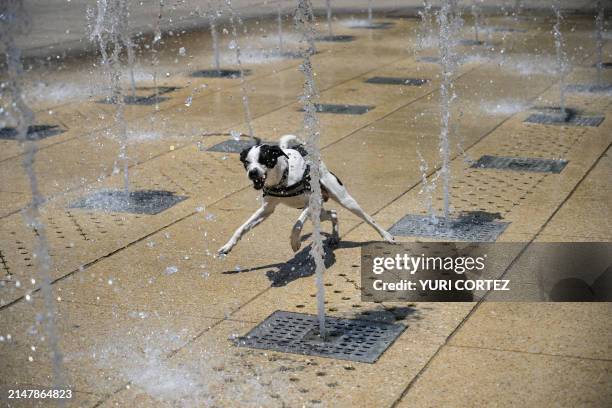 Dog plays at a water fountain in the Monumento a la Revolucion square during a heat wave that hits Mexico City on April 16, 2024. Nearly all of...