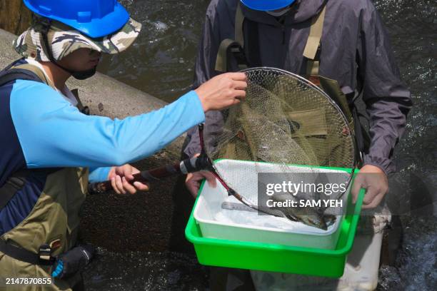 Fish Sampling Box Survey Sampling Photos and Premium High Res Pictures - Getty Images
