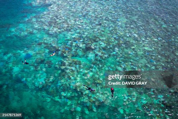 This photo taken on April 5 shows tourists snorkelling above bleached and dead coral around Lizard Island on the Great Barrier Reef, located 270...