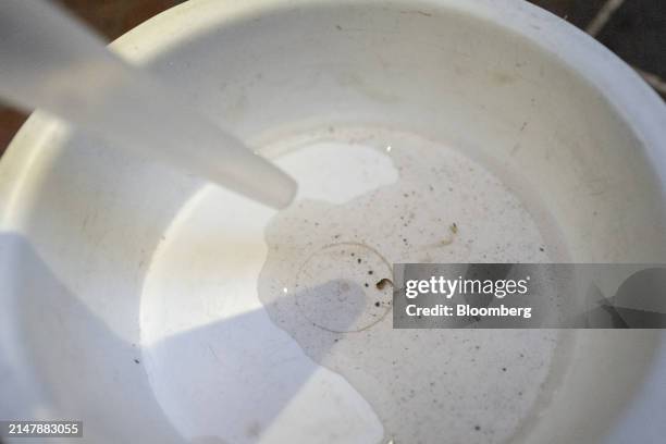 Municipal health department official collects mosquito pupa found in a residential building drain for analysis in combating a dengue outbreak in Rio...