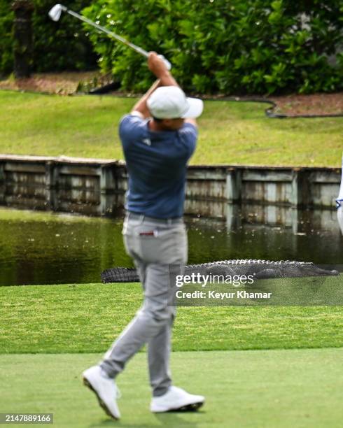 Aligator Rbc 465 South Carolina Alligator Stock Photos, High-Res Pictures, and ...