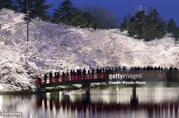 Cherry blossoms are in full bloom at Hirosaki Park in Aomori Prefecture, northeastern Japan, on April 18, 2024.