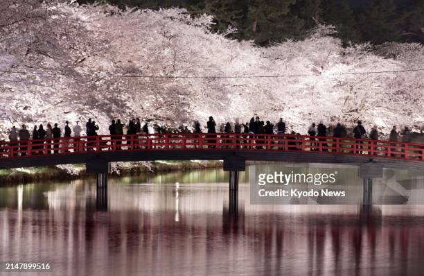 Cherry blossoms are lit up at Hirosaki Park in Aomori Prefecture, northeastern Japan, on April 18, 2024.