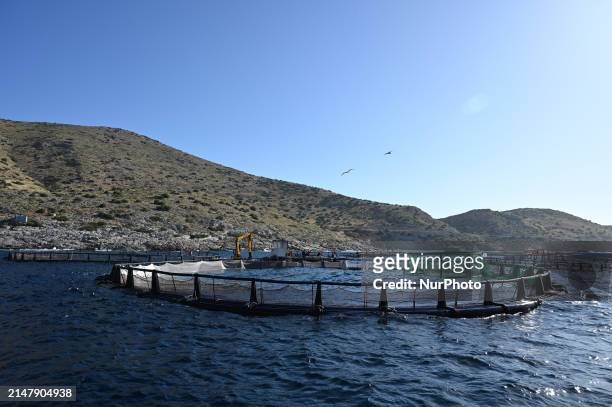 Fish cages are at the Kastelorizo Group fish farm in the Saronic Gulf near Athens, Greece, on April 18, 2024. Greece is a leading producer of farmed...