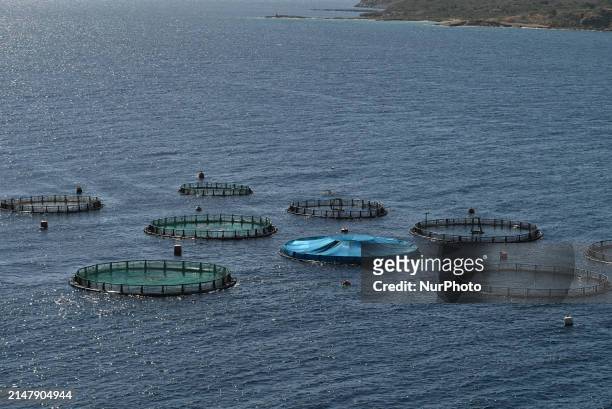 Fish cages are at the Kastelorizo Group fish farm in the Saronic Gulf near Athens, Greece, on April 18, 2024. Greece is a leading producer of farmed...