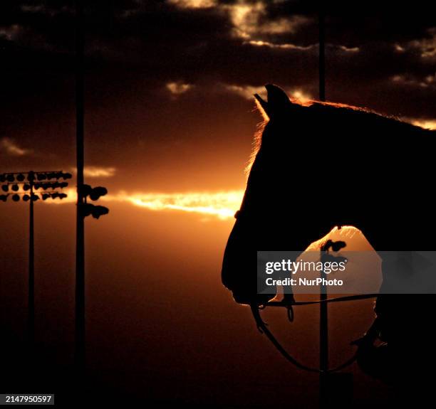 Racehorse is waiting on the main track during early morning exercise at Woodbine Racetrack in Toronto, Canada, on April 20, 2024.