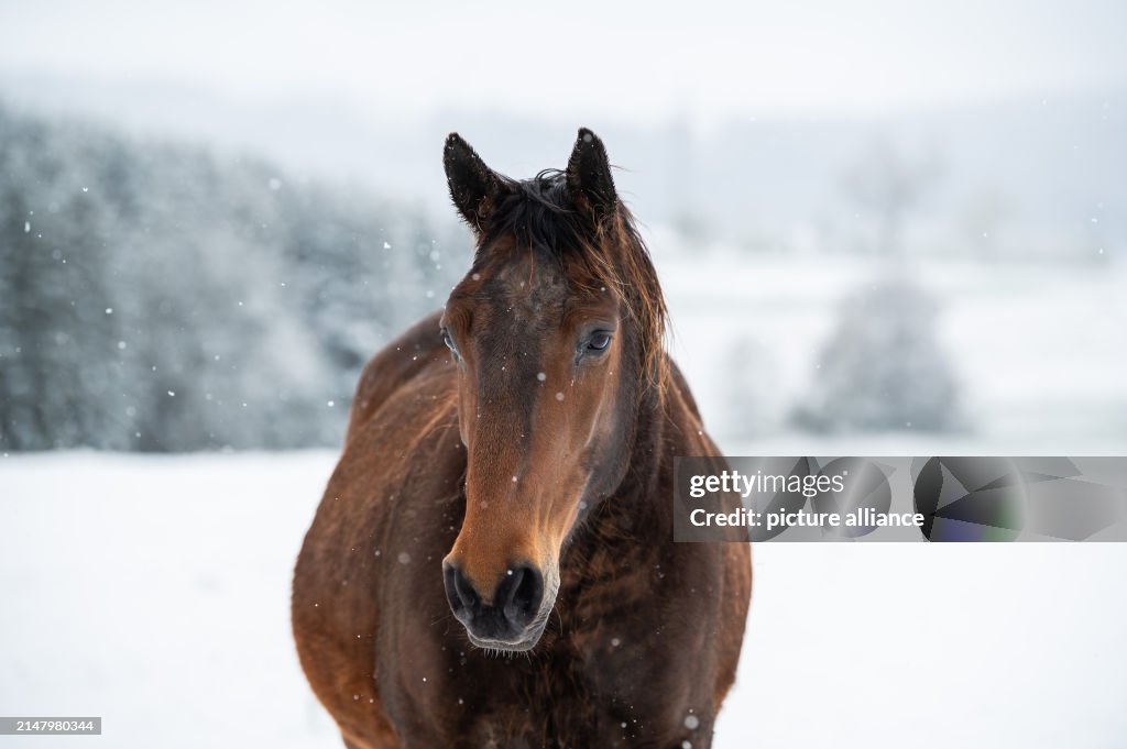 Snow in Baden-Württemberg
