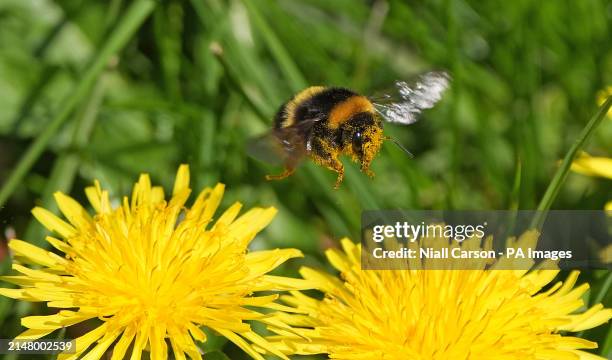 Bumblebees covered in pollen as they germinate dandelions in the hot weather in Athy Co Kildare. Picture date: Monday April 22, 2024.