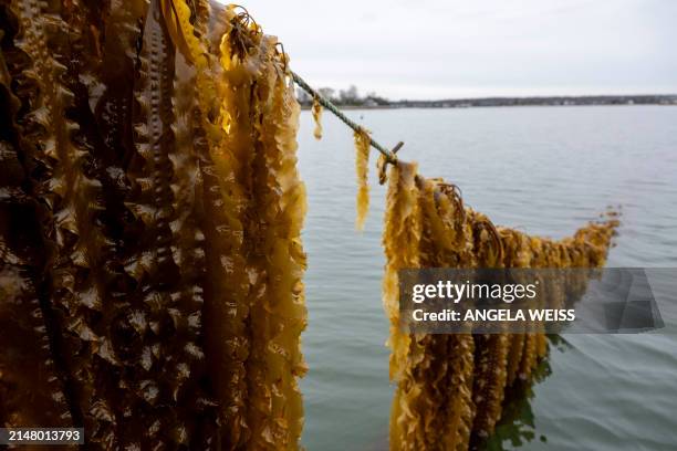 Kelp hangs on a line at Thimble Island Ocean Farm, a seaweed farm, in Branford, Connecticut on April 1, 2024. Bren Smith and his GreenWave...
