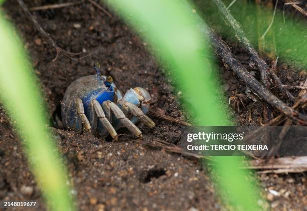 Guaiamum , blue land crab, enlisted as Critically Endangered is pictured on a mangrove in the surroundings of Roberto Burle Marx road in west Rio de...