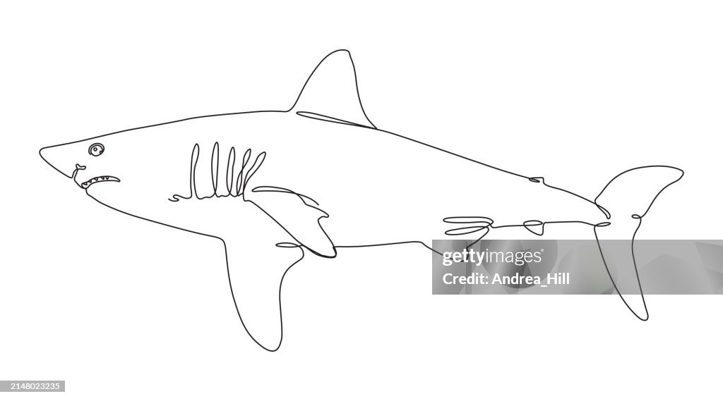 Shark Continuous Line Drawing