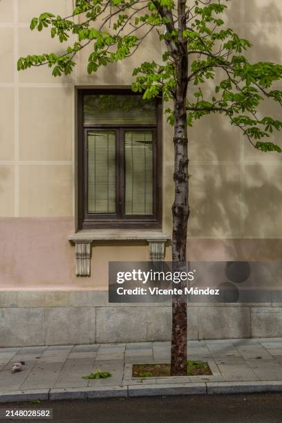 window and tree in early spring - roller shutter window stock pictures, royalty-free photos & images